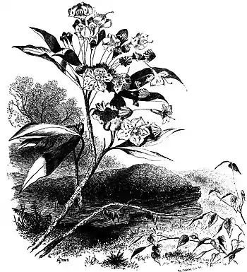 Forest Hymn pg 23b.jpg