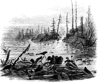 Forest Hymn pg 39b.jpg