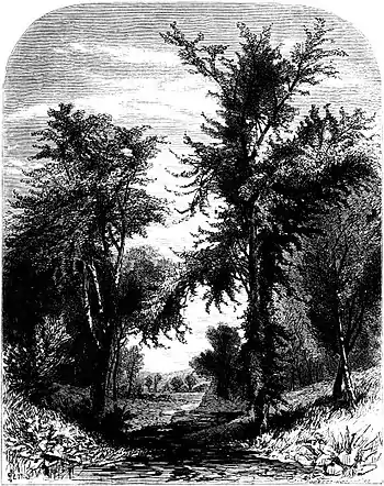 Forest Hymn pg 45.jpg