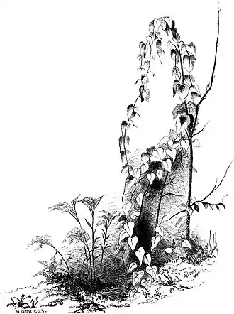 Forest Hymn pg 51b.jpg