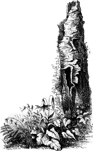 Forest Hymn pg 53b.jpg