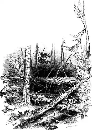 Forest Hymn pg 55b.jpg