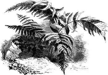 Forest Hymn pg 69b.jpg