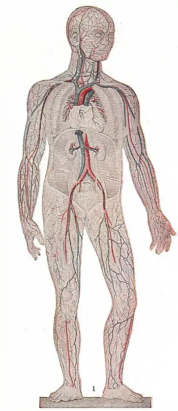 General circulation in the human body-extract.jpg