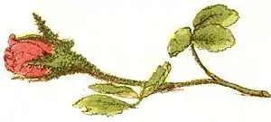 Gertie's sun flower pg 14b.jpg