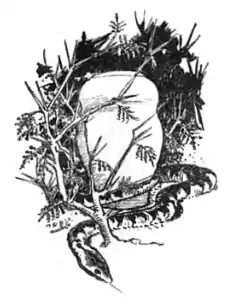 Green Mansions title image.png