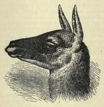 Guanaco EB1911 vol.12 p.649.jpg