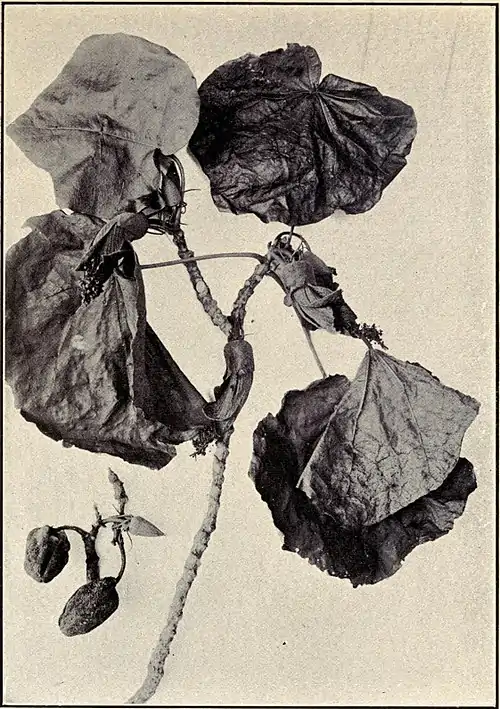 Hibiscadelphus Giffardianus.jpg