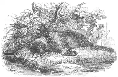 Hudibras, 1859 - Illustration - v1 p133.png