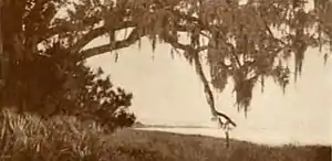 Hymns of the Marshes (page 105 crop).jpg