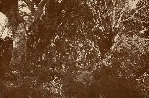 Hymns of the Marshes (page 79 crop).jpg