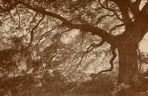 Hymns of the Marshes (page 87 crop).jpg