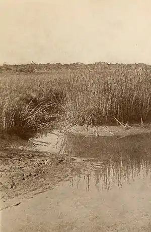 Hymns of the Marshes (page 95 crop).jpg