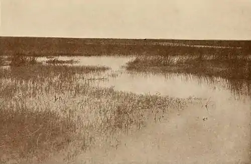 Hymns of the Marshes (page 99 crop).jpg