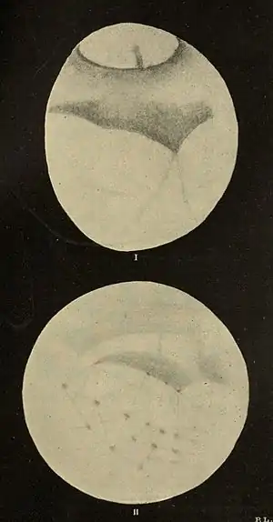 Lowell - Mars (1894) - Plate 17.jpg