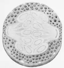 Makers of British botany, Plate 7 (plate from Grew's Anatomy) - left figure.png