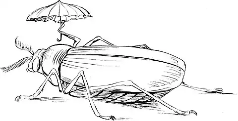 More Nonsense, Pictures, Rhymes, Botany, etc. (1872), The Bountiful Beetle.jpg