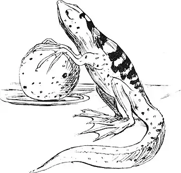More Nonsense, Pictures, Rhymes, Botany, etc. (1872), The Nutritious Newt.jpg