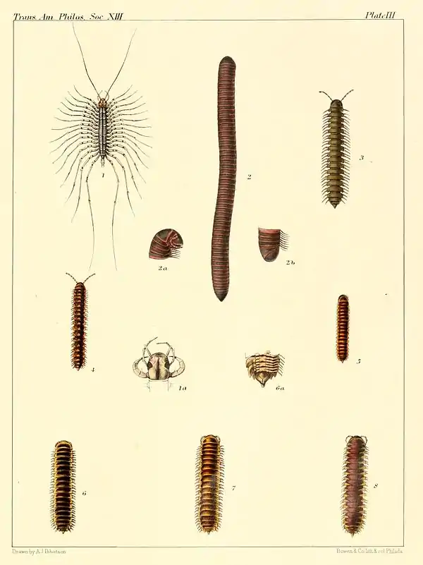 Myriapoda of North America 1865 plate III.jpg