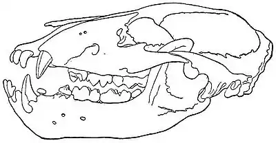 NIE 1905 Bear - skull.jpg