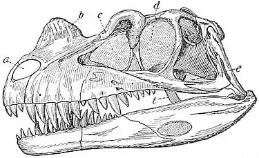 NIE 1905 Dinosauria - Skull of Ceratosaurus nesicornis.jpg