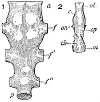 NIE 1905 Dinosauria - Spinal cord segments for Stegosaurus ungulatus.jpg