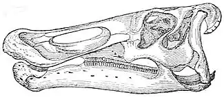NIE 1905 Dinosauria - skull of Claosaurus annectens.jpg