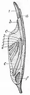NIE 1905 Dinosauria - tooth of Diplodocus.jpg