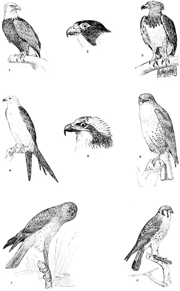 NIE 1905 Eagle - Eagles and Hawks.jpg