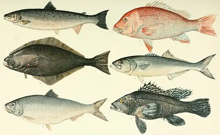 NIE 1905 Fish as Food - American food-fishes.jpg