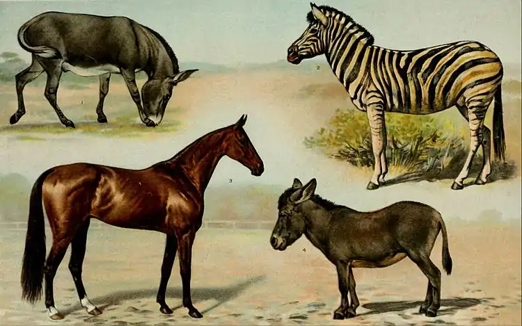 NIE 1905 Horse - Horses.jpg