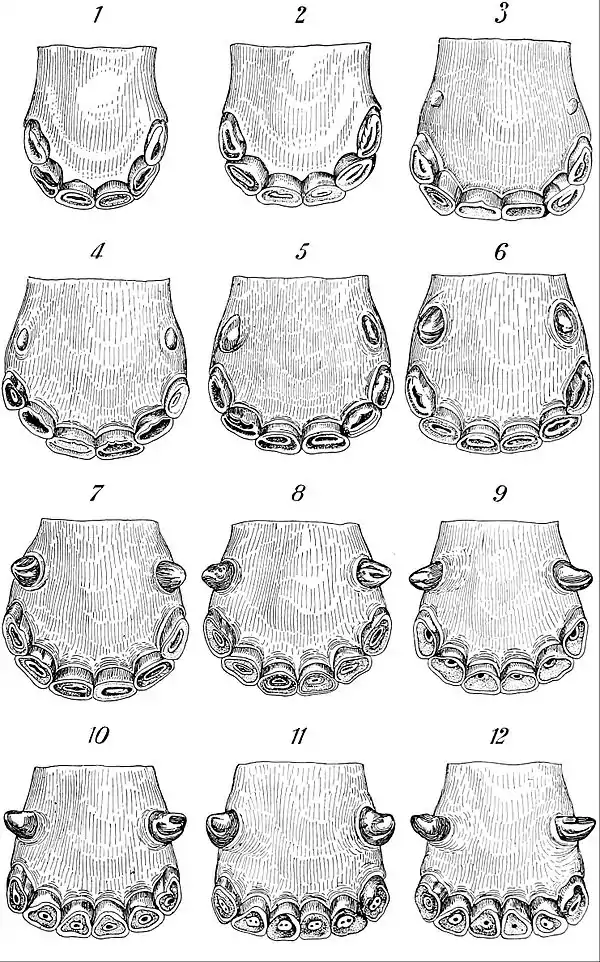 NIE 1905 Horse - age-marks on teeth.jpg