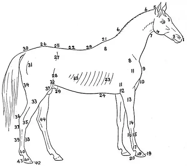 NIE 1905 Horse - external anatomy.jpg