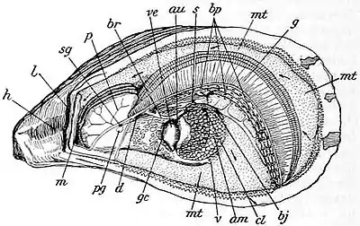 NIE 1905 Oyster - anatomy of Ostrea Virginica.jpg