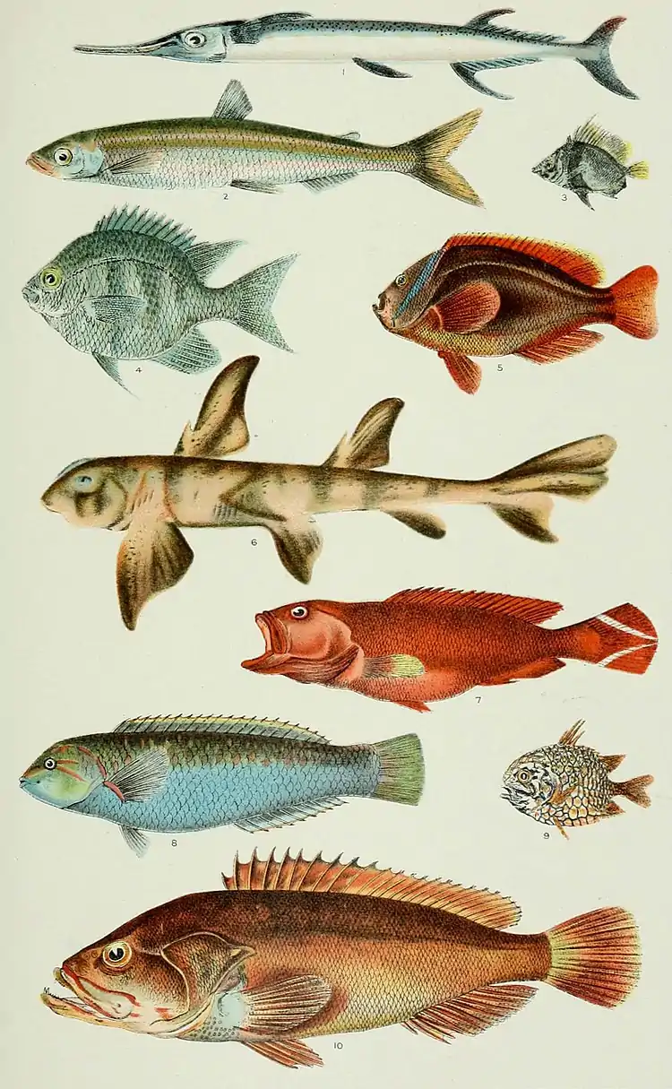 NIE 1905 Philippine Islands - Fishes of the Philippines.jpg