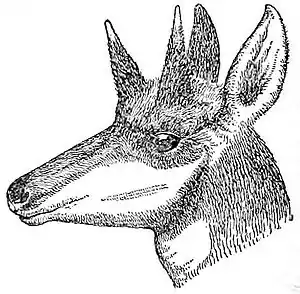 NIE 1905 Proghorn - head of a pronghorn.jpg