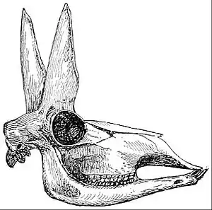 NIE 1905 Proghorn - skull of a pronghorn.jpg