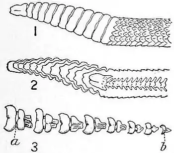 NIE 1905 Rattlesnake - rattle.jpg