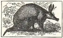 NSRW-Aardvark.JPG