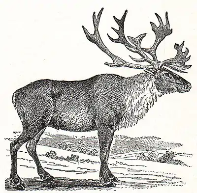 NSRW Caribou.jpg