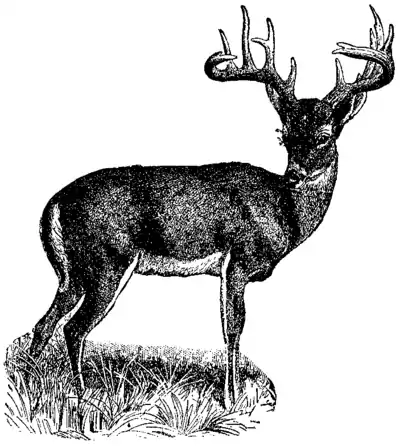 NSRW Deer - Virginia deer.png