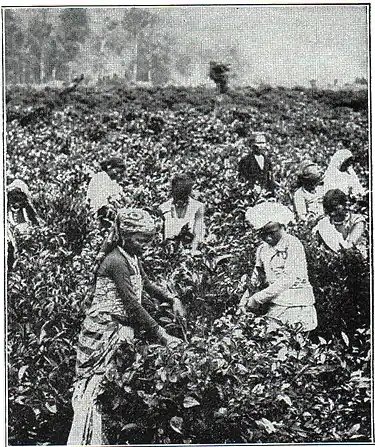 NSRW Picking Tea in Ceylon.jpg