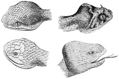 Natural History, Reptiles 208 HEADS OF VIPERADÆ.png