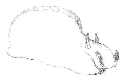 Natural History - Mollusca - Aplysia.png