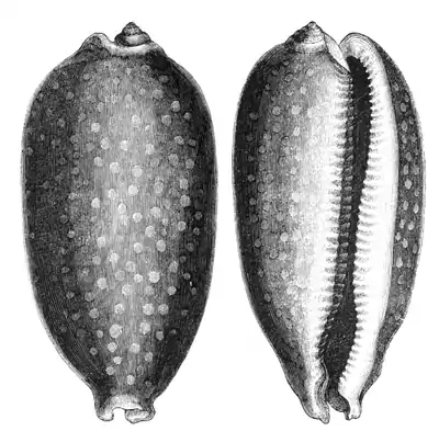 Natural History - Mollusca - Cowry full-grown.png