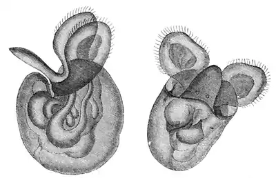 Natural History - Mollusca - Eolis larva.png