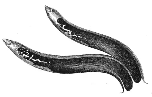 Natural History - Mollusca - Eolis papillae.png