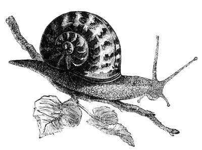 Natural History - Mollusca - Garden Snail.png
