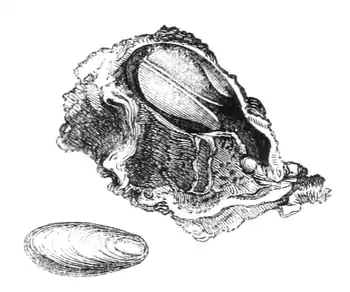 Natural History - Mollusca - Gastrochaena.png