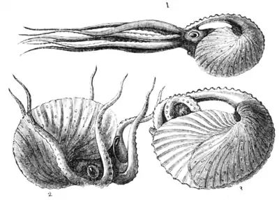 Natural History - Mollusca - Paper Nautilus.png
